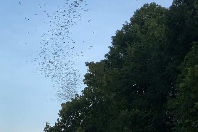 Downtown Austin Sunset Kayak Tour with 1.5 Million Bats - An In-Depth Look at the Experience