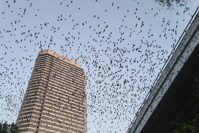Downtown Houston Bat and Skyline Kayaking Tour - Key Points
