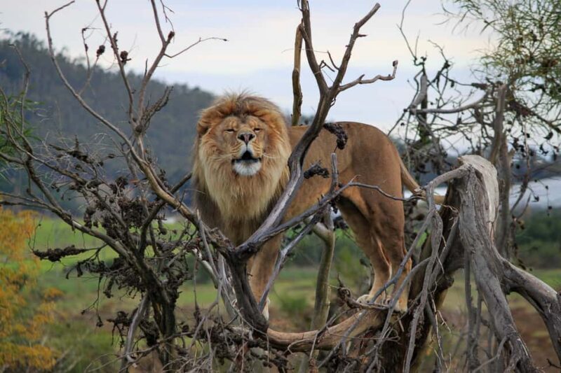 Drakenstein Lion Park Entry Ticket - Authentic Insights from Visitors
