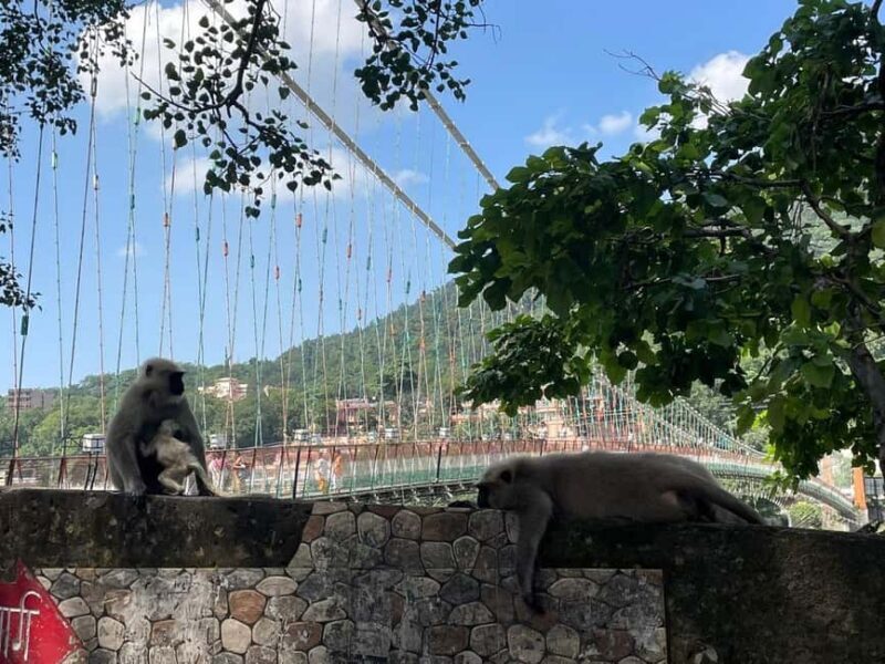 Drive to Divinity: A Perfect Day Tour of Rishikesh by Car - Who Will Love This Tour?