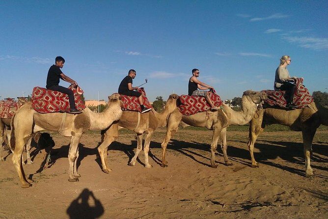 Dromedary Safari: 2 hours - An In-Depth Look at the Dromedary Safari Experience