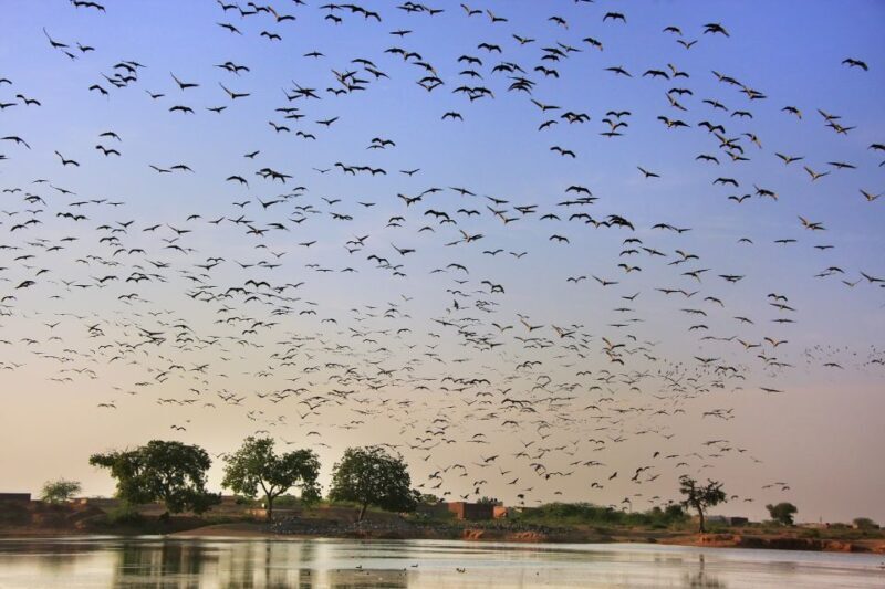 Drop Jaisalmer with Visit Osian and Khichan from Jodhpur - Final Thoughts