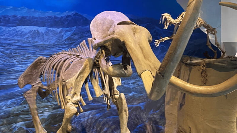 Drumheller Full Day: Tyrrell Museum & Canyon Adventure - How the Tour Supports Your Experience