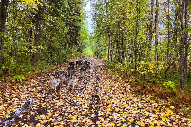 Dryland Dog Sled Tour - Logistics & Practical Tips