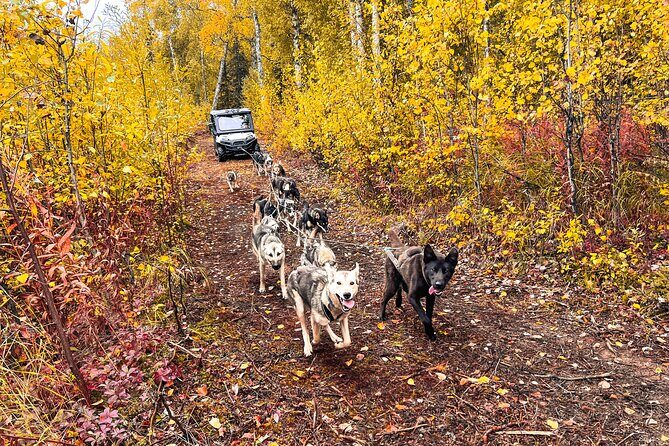 Dryland Dog Sled Tour - Final Thoughts