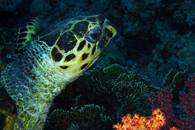 DSD "Discover Scuba Diving" (Min Age 10 Years) - A Closer Look at the Discover Scuba Diving Experience