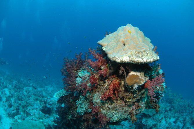 DSD "Discover Scuba Diving" (Min Age 10 Years) - Who Will Love This Tour?