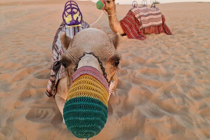 Dubai: 60Minute Self-Drive ATV Quadbike, Camel Ride, Sand Surfing - A Thrilling Look at Dubai’s Desert