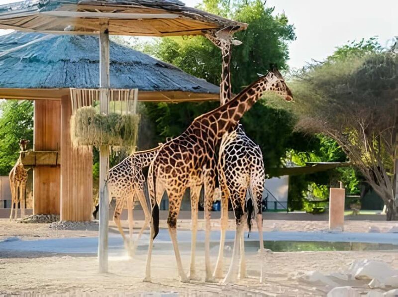 Dubai: Al Ain Garden City with Conservation Zoo - The Sum Up: Who Will Love This Tour?