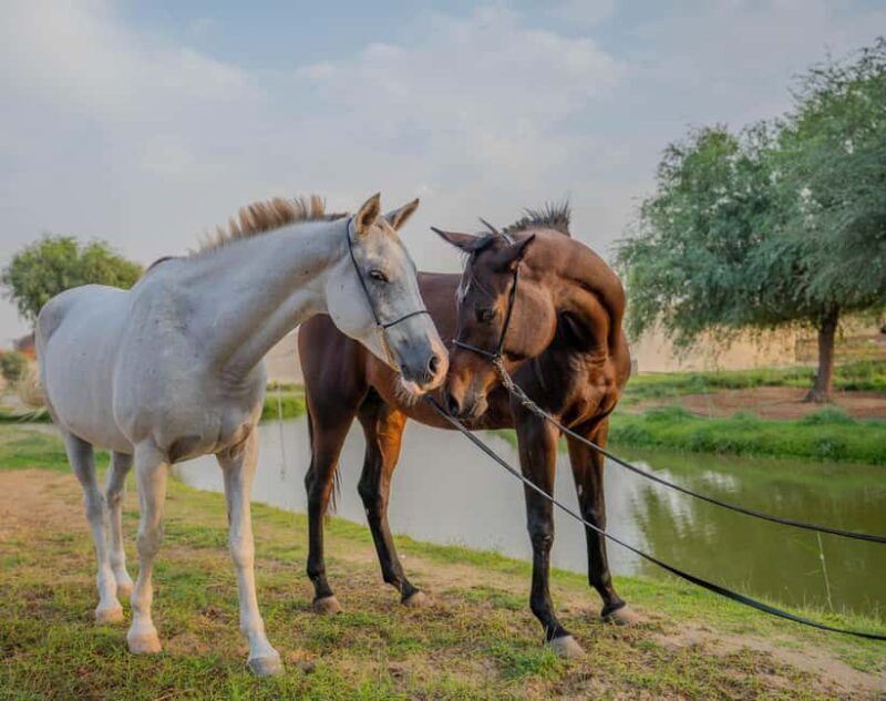 Dubai: Al Marmoom Oasis Horse Riding Experience with Snack - An Overview of the Experience