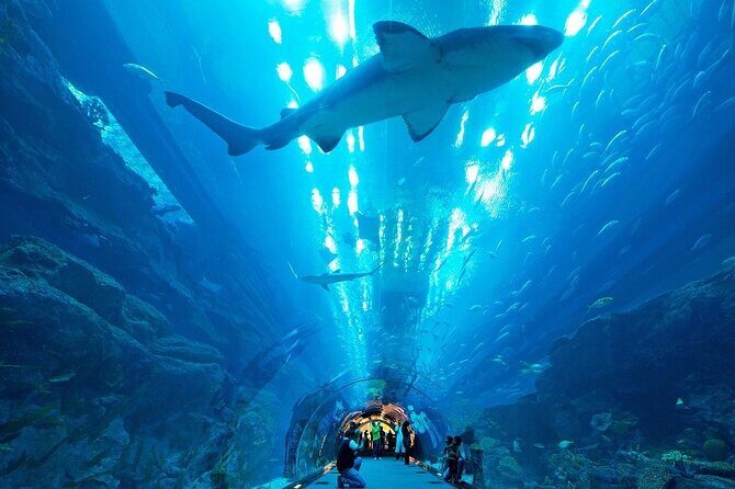 Dubai Aquarium and Underwater Zoo - What to Expect at the Dubai Aquarium and Underwater Zoo