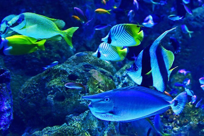 Dubai Aquarium and Underwater Zoo Admission Ticket with Options - Practical Tips for Visiting