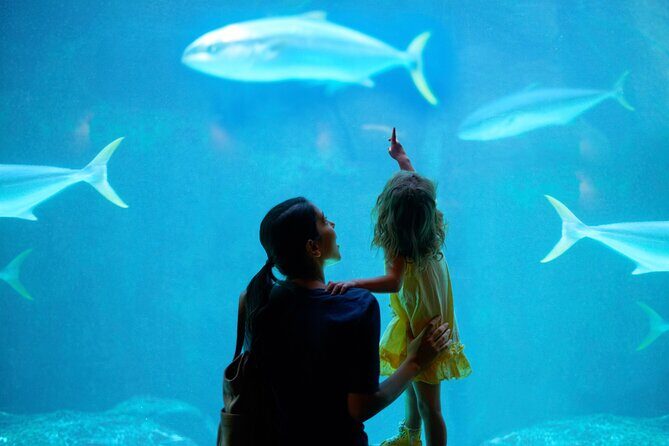 Dubai Aquarium and Underwater Zoo - Key Points