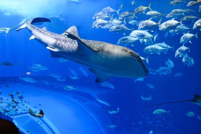 Dubai Aquarium and Underwater Zoo - The Sum Up