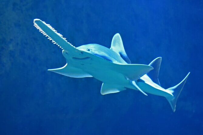 Dubai Aquarium And Underwater Zoo Tickets At Dubai Mall - How is the Aquarium Designed and Why Does It Matter?