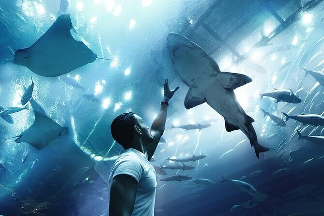 Dubai Aquarium And Underwater Zoo Tickets At Dubai Mall - Practical Tips for Visiting