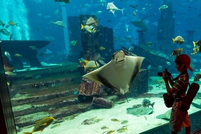 Dubai Aquarium and Underwater Zoo with Penguin Cove Tickets. - A Closer Look at What to Expect