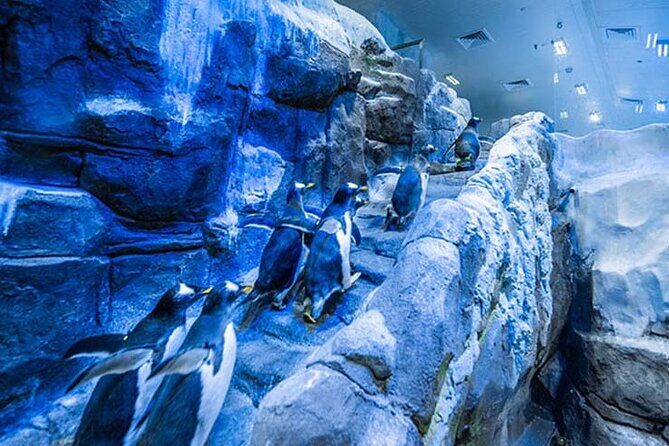 Dubai Aquarium and Underwater Zoo with Penguin Cove Tickets. - How the Experience Feels in Practice