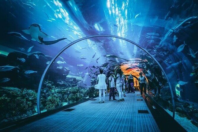 Dubai Aquarium underater zoo penguin cove with optional transport - An In-Depth Review of the Dubai Aquarium Underwater Zoo Tour