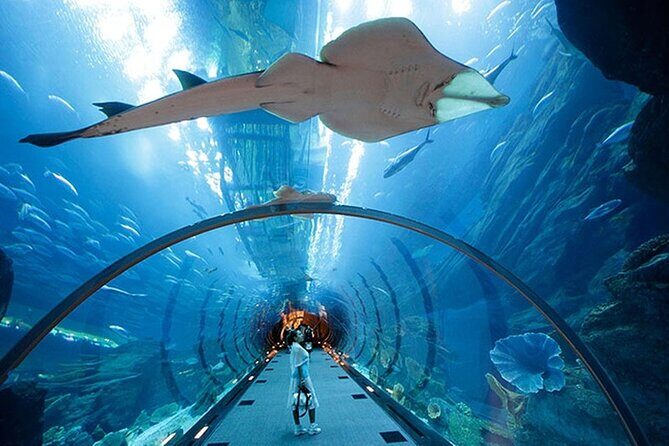 Dubai Aquarium UnderwaterZoo and Penguin cove Admission Ticket - Who Is This Tour Best Suited For?
