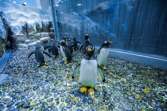 Dubai Aquarium with Various Animal Encounter and Access Options - An In-Depth Review of Dubai Aquarium & Underwater Zoo Experience
