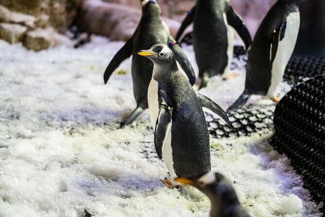 Dubai Aquarium with Various Animal Encounter and Access Options - Final Thoughts