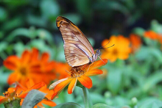Dubai Butterfly Garden Admission Ticket - What Do the Reviews Tell Us?