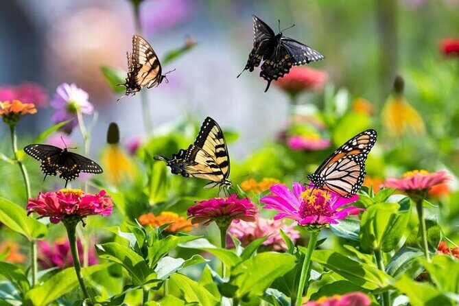 Dubai Butterfly Garden Admission Ticket - Final Thoughts: Who Is This Tour For?