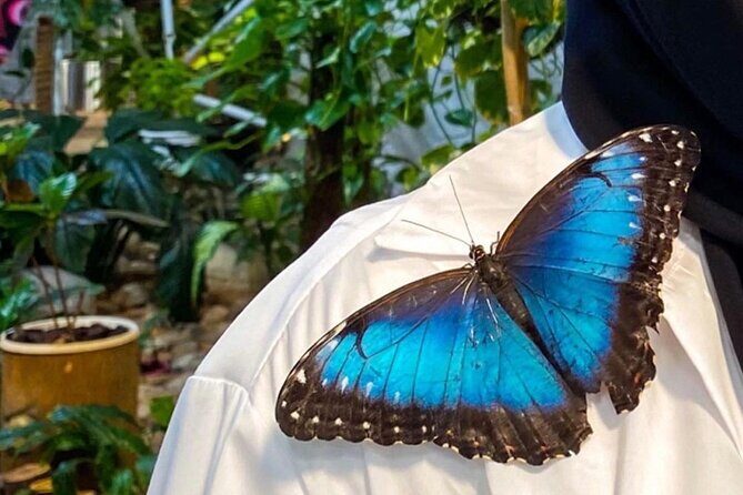 Dubai Butterfly Garden Entry Ticket - FAQs