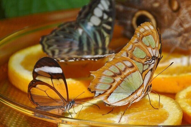 Dubai Butterfly Garden (Escape into nature) - Key Points