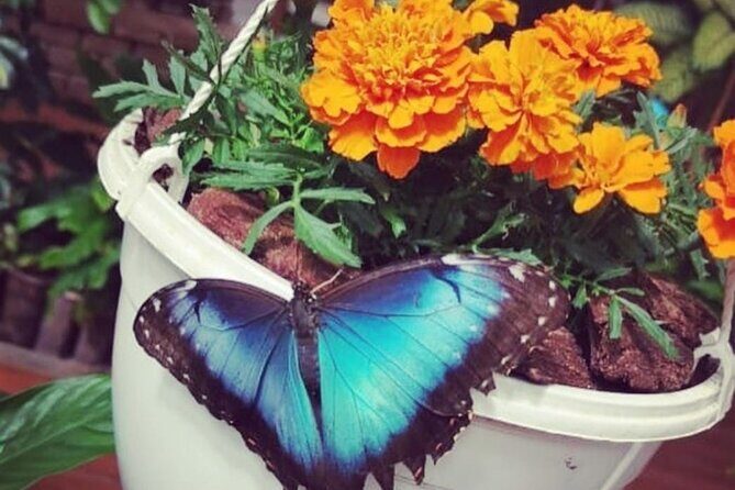 Dubai Butterfly Garden (Escape into nature) - Frequently Asked Questions