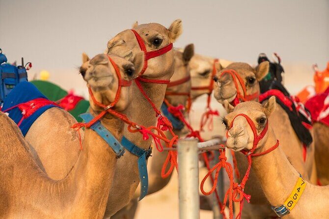 Dubai Camel Race with a Camel Ride - What To Expect from the Camel Race Experience
