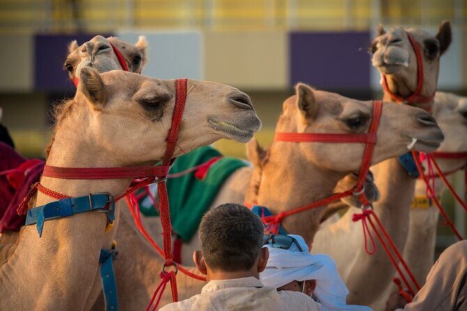 Dubai Camel Race with a Camel Ride - Practical Tips for Participants