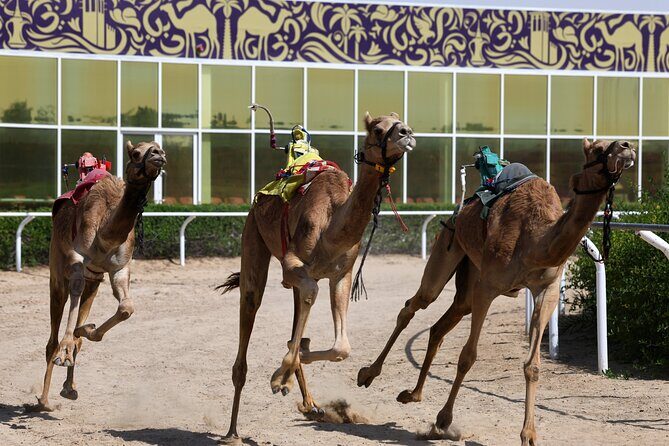 Dubai Camel Race with a Camel Ride - Frequently Asked Questions