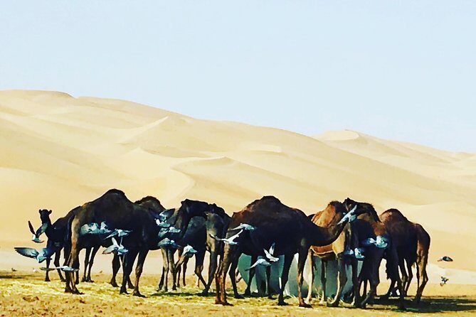 Dubai Desert Adventure Half-Day Tour - Who Might Want to Consider Other Options?