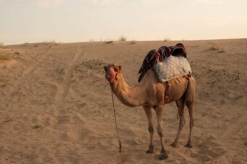 Dubai: Desert Camp Safari, Dune Bashing, Quad Bike & Dinner - Price and Value