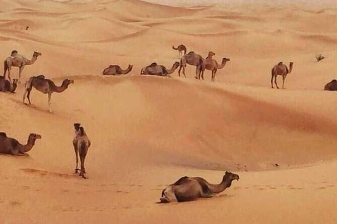 Dubai Desert Safari Adventure - An In-Depth Look at the Dubai Desert Safari
