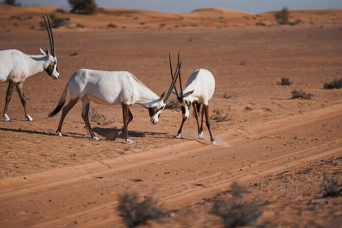 Dubai Desert Safari Thrill: Camel Ride, Live shows, BBQ & Spirits - What Past Travelers Say