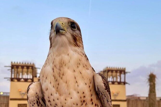 Dubai Desert Safari Tour Hotel Transfer, Camel Ride & BBQ Dinner - Authentic Experiences and Traveler Insights