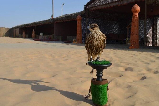 Dubai Desert Safari with Camel Riding, Sand Boarding,BBQ Dinner and 3 Live Shows - FAQ