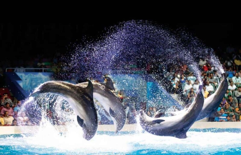 Dubai: Dubai Dolphinarium Dolphin, Seal & Bird Show Tickets - Key Points