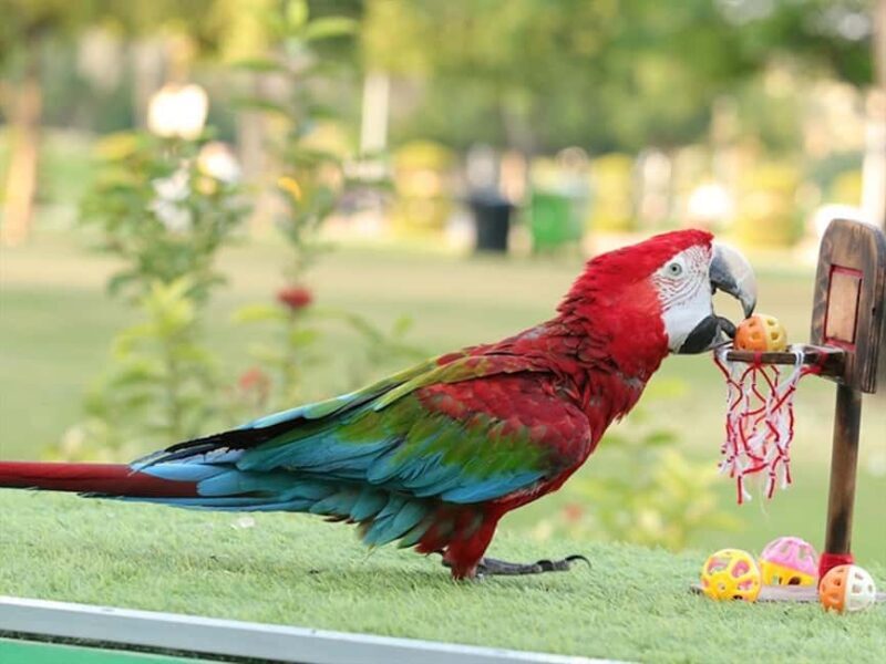 Dubai: Dubai Dolphinarium Dolphin, Seal & Bird Show Tickets - What to Expect at Dubai Dolphinarium
