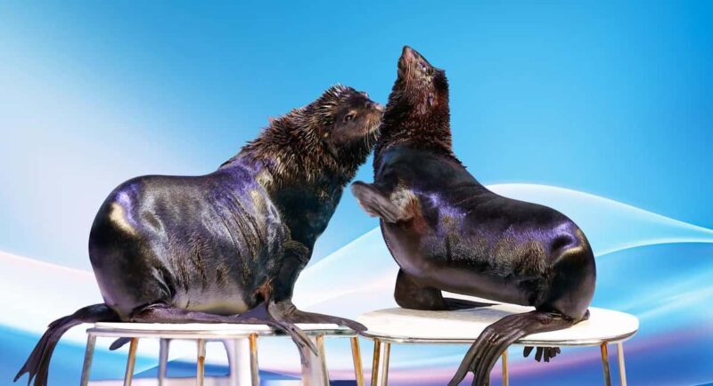 Dubai: Dubai Dolphinarium Dolphin, Seal & Bird Show Tickets - Practical Tips for Visitors