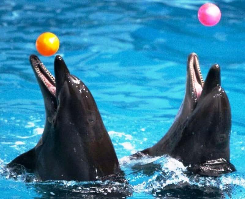 Dubai: Dubai Dolphinarium Dolphin, Seal & Bird Show Tickets - The Sum Up