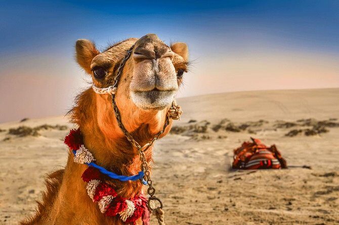 Dubai: Extreme Desert Safari, Camel Ride, Show & BBQ Dinner - An Honest Look at the Itinerary