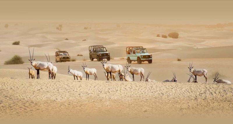 Dubai: Heritage Safari, Camel Ride & Al Marmoom Oasis Dinner - What Travelers Say