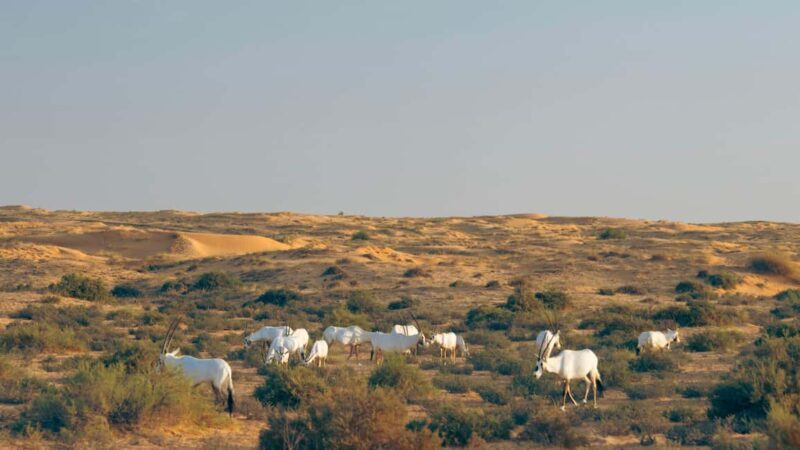 Dubai: Luxury Safari with Michelin-Curated 5-Course Dinner - Key Points