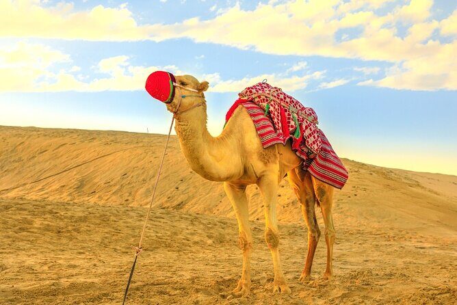 Dubai Morning Desert Safari Dunes Bashing Sand Boarding Adventure - FAQ