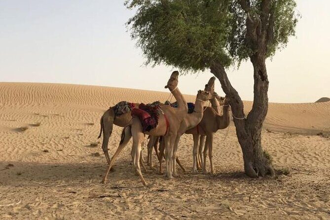 Dubai: Morning Desert Safari with Camel Ride & Sandboarding - An In-Depth Look at the Experience
