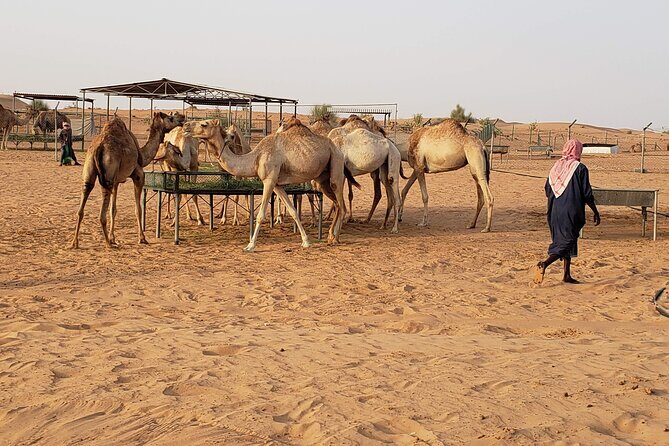 Dubai: Morning Desert Safari with Camel Ride & Sandboarding - The Sum Up